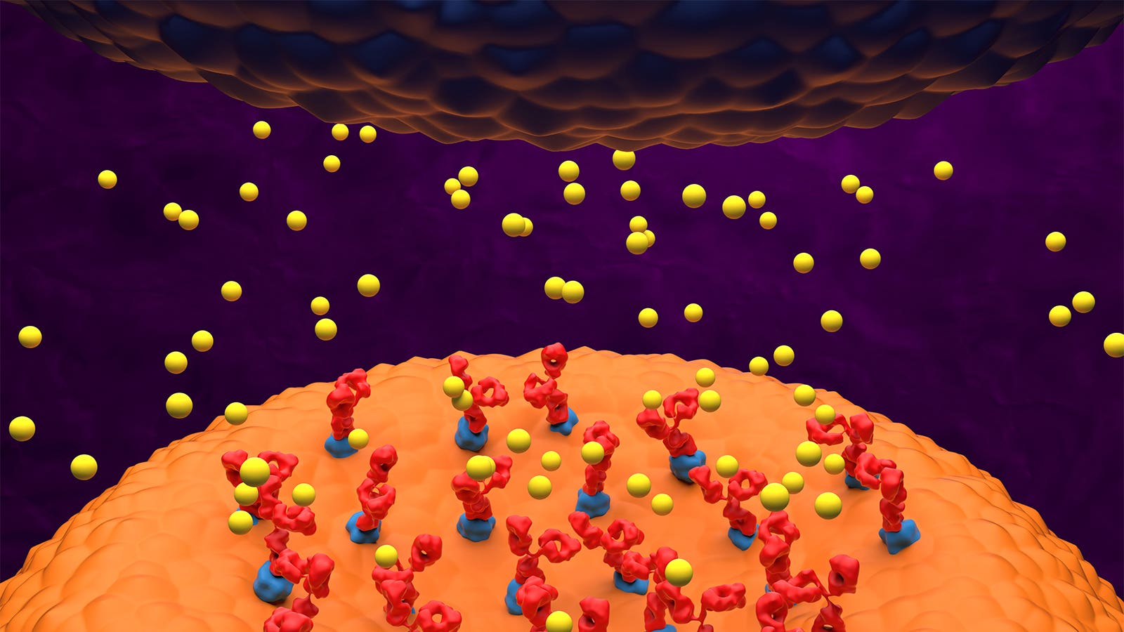 Attending To Juvenile Generalized Myasthenia Gravis