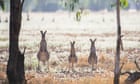 I gather roo poo– and our research study might conserve numerous marsupial lives|Angela Russell