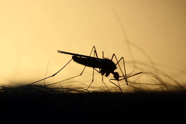 Dengue: apresentação clínica da doença