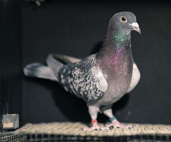 Jailbird: India launches pigeon implicated of spying for China