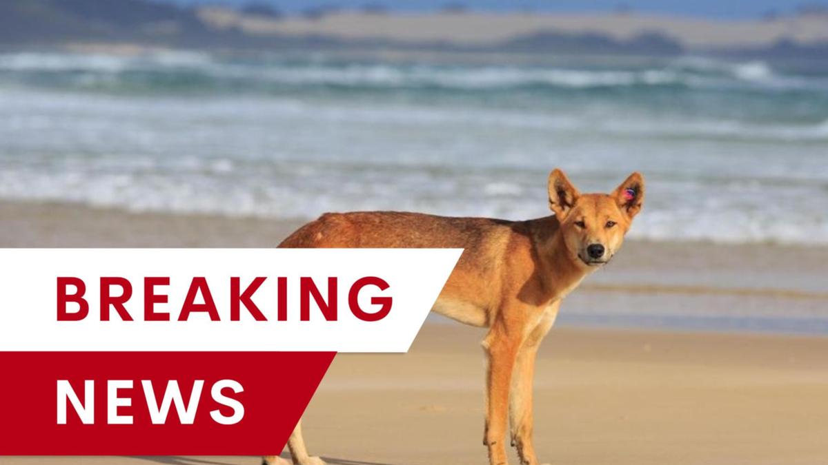 Young kid bitten in most current dingo attack on K’gari, Queensland