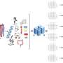 Opening accuracy medication for inflammatory bowel illness