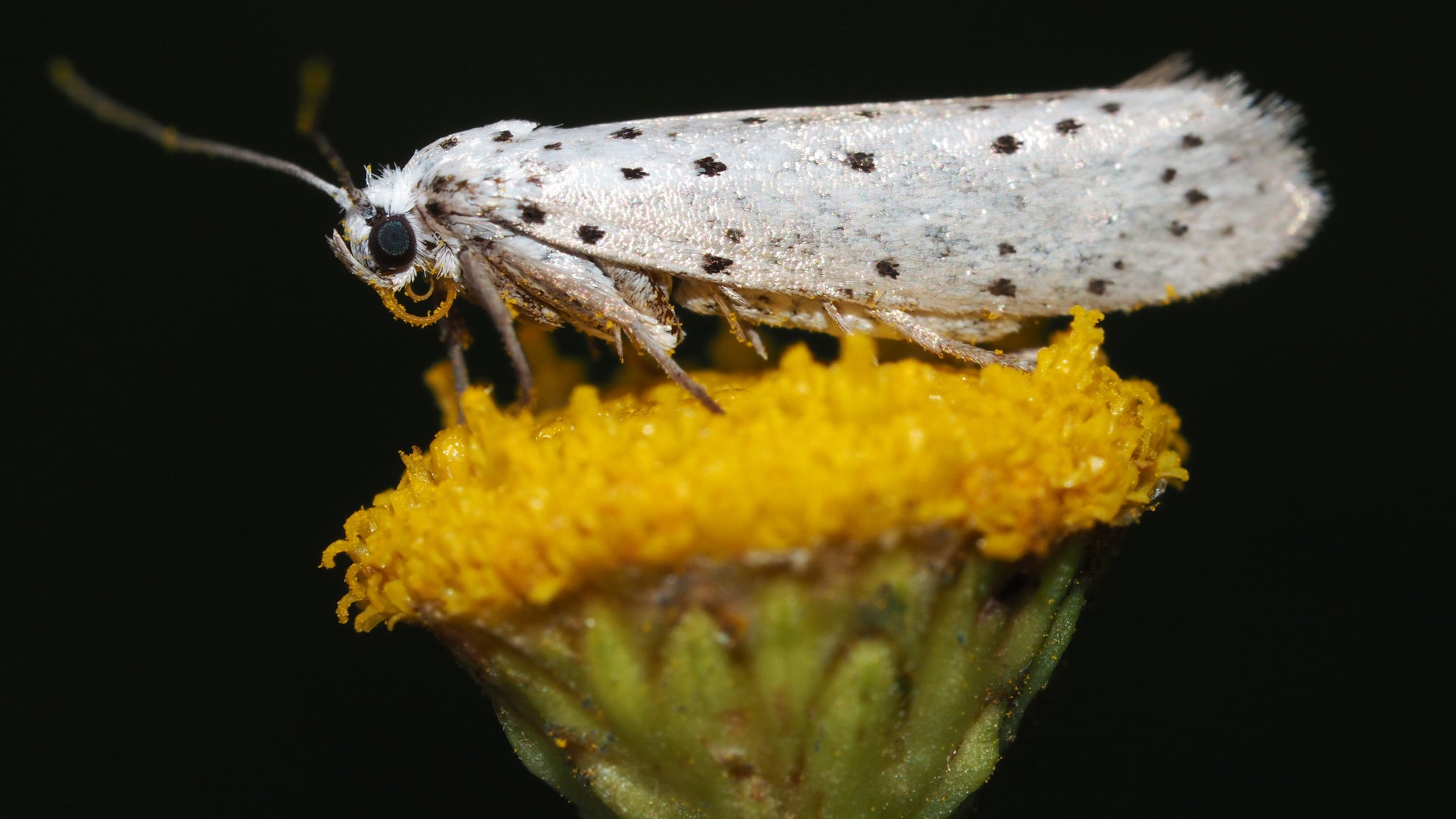 Moths combat versus echolocating bats with noises of their own