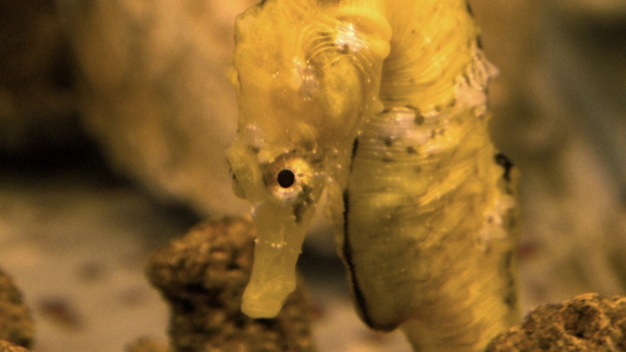 In Brazil, the seahorse black market is dynamic