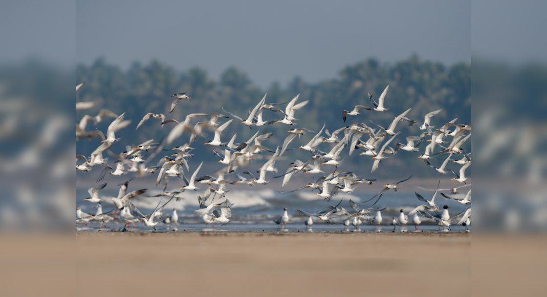 Bihar starts 3-day Nagi Bird Festival from today