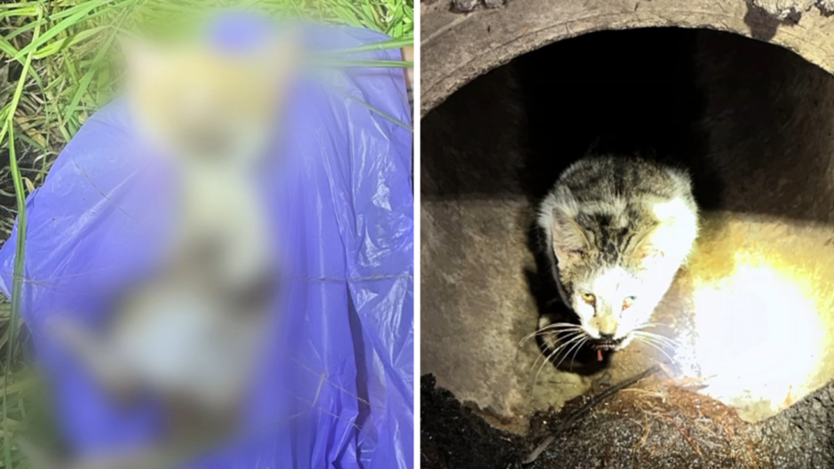 RSPCA examines believed feline poisonings in Angle Vale, north of Adelaide