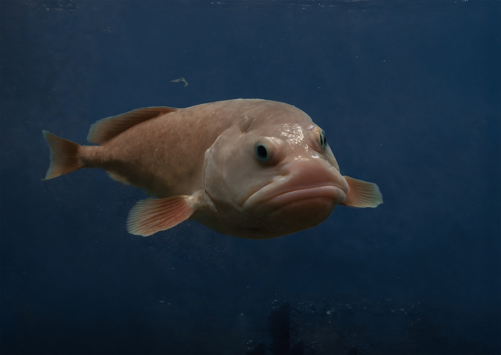 With a Comically Sad Face, the Blobfish Could be the Ugliest Animal worldwide