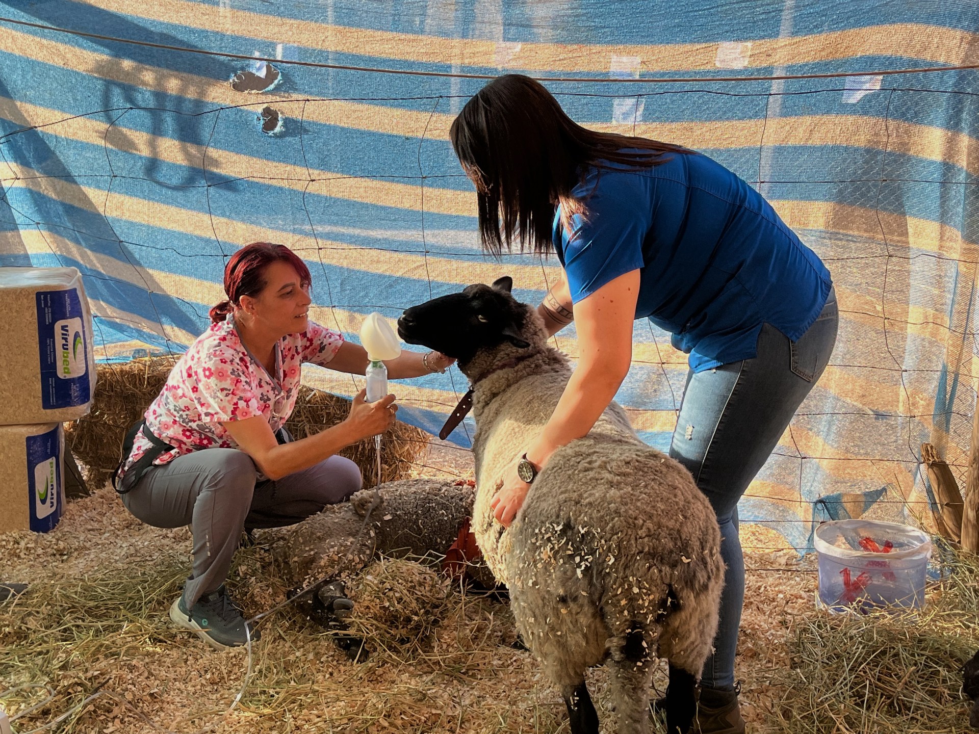 ‘Part of the household’: Chilean wildfire victims hold out hope for lost animals