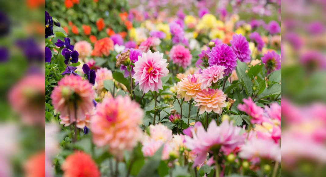 Noida to host 3-day ‘Noida Flower Show’ from Feb 22; check crucial information here