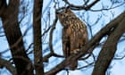 Flaco, New York City’s precious owl, passes away after striking structure