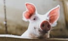 Pigs don’t fly: Louisiana piglet rescued after being thrown in Mardi Gras