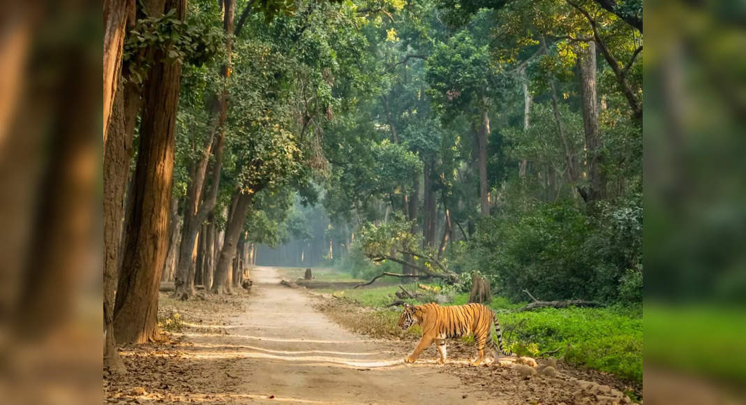 Supreme Court prohibits tiger safaris in Jim Corbett National Park’s core locations