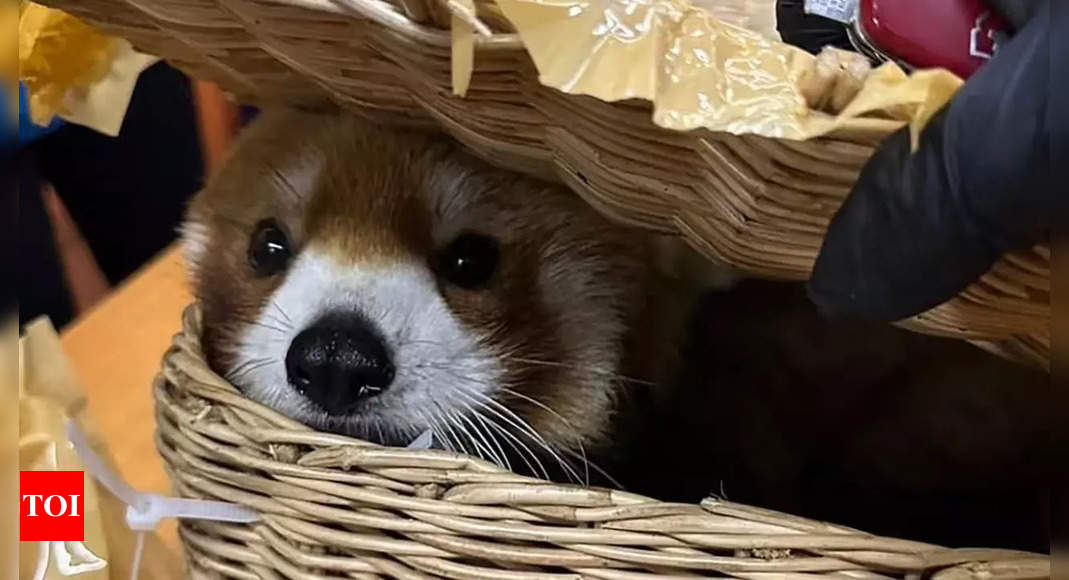 Red panda amongst 86 other animals took at Thai airport