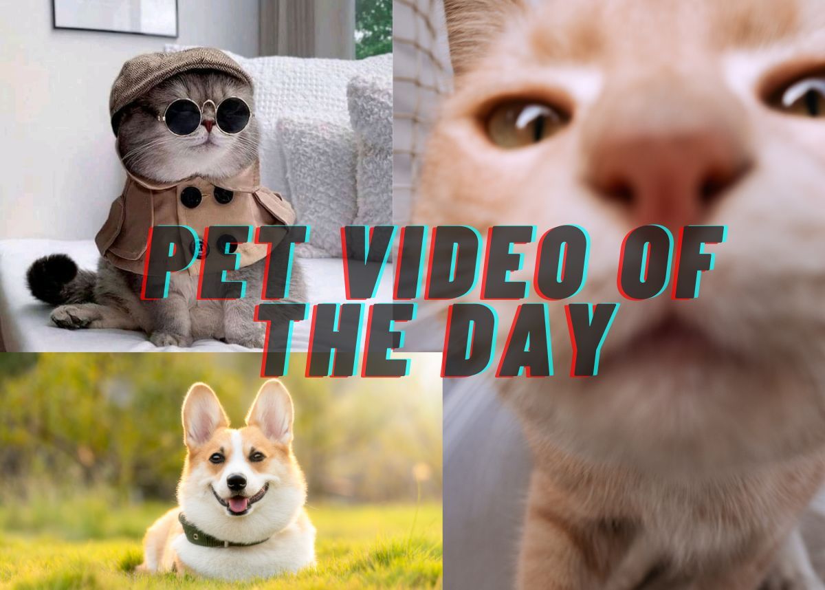 SEE: Viral Pet Video– 13 March 2024