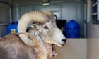 United States rancher utilized tissue and testicles to reproduce ‘huge’ sheep to cost searching