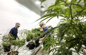 Canopy Growth shares– anticipated to strike absolutely no in 2015– rise as Germany legalizes marijuana