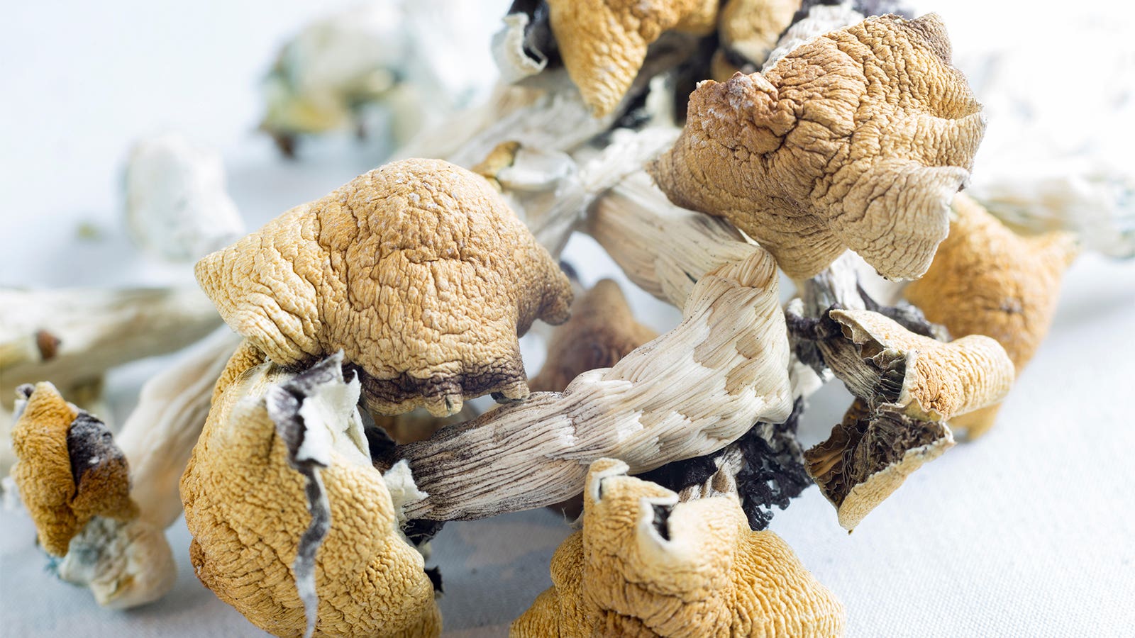 Psilocybin Appears Effective for Depression, however Concerns Linger