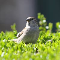 “Das wird pass away Wohnungsnot der Spatzen verschärfen”: Vogelschützer wehren sich gegen Rodungen auf der Pestalozziwiese