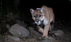 ‘P-22’s spirit’: brand-new mountain lion seen in LA over a year after star cougar’s death