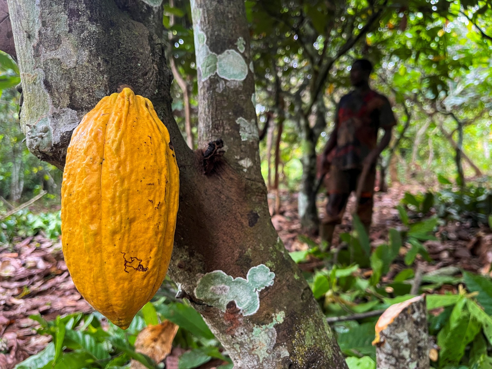 Ivorian cocoa farmers ‘hardly make it through’ while chocolate business revenues skyrocket