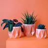 This ₤ 20 self-watering plant pot won at Chelsea Flower Show and assists your plants grow