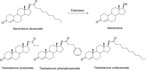 Testosterone Prodrug Improves Muscle Mass, Encephalopathy in Men With Cirrhosis