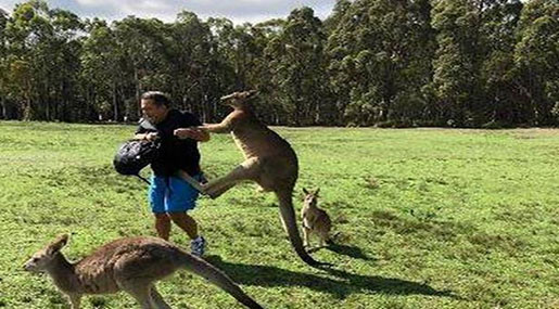 Kangaroo attacks Australian young child in wild video – New York Post