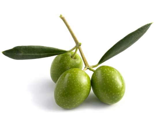 Substance from olives reveals pledge for dealing with weight problems and diabetes