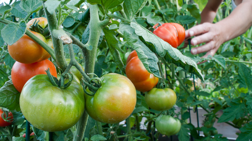 Excellent news for NZ tomato growers as Australian exports return – 1News