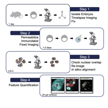 Time-lapse imaging for embryo choice in IVF does not enhance the chances of live birth, big research study discovers