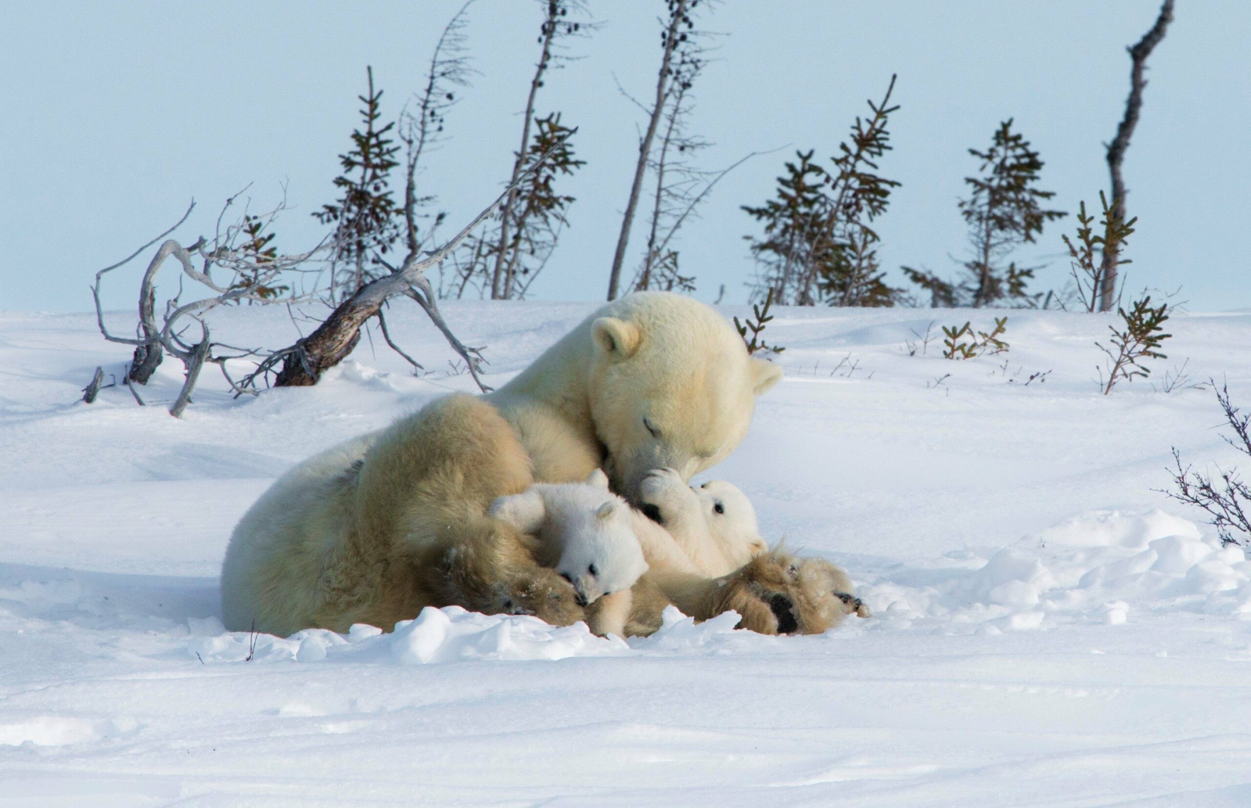 Polar bears adjusted to the Arctic simply 70,000 years back