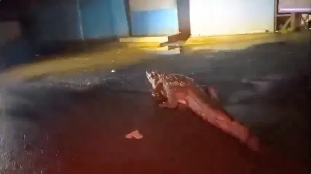 Maharashtra: 5 infant crocodiles took at Mumbai airport; here’s what occurred next