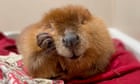 Nibi the beaver sees dam of steady assistance as rescuers attempt to stop her release into wild