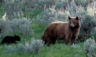 Black bear with 3 cubs attacks male after getting into Colorado home