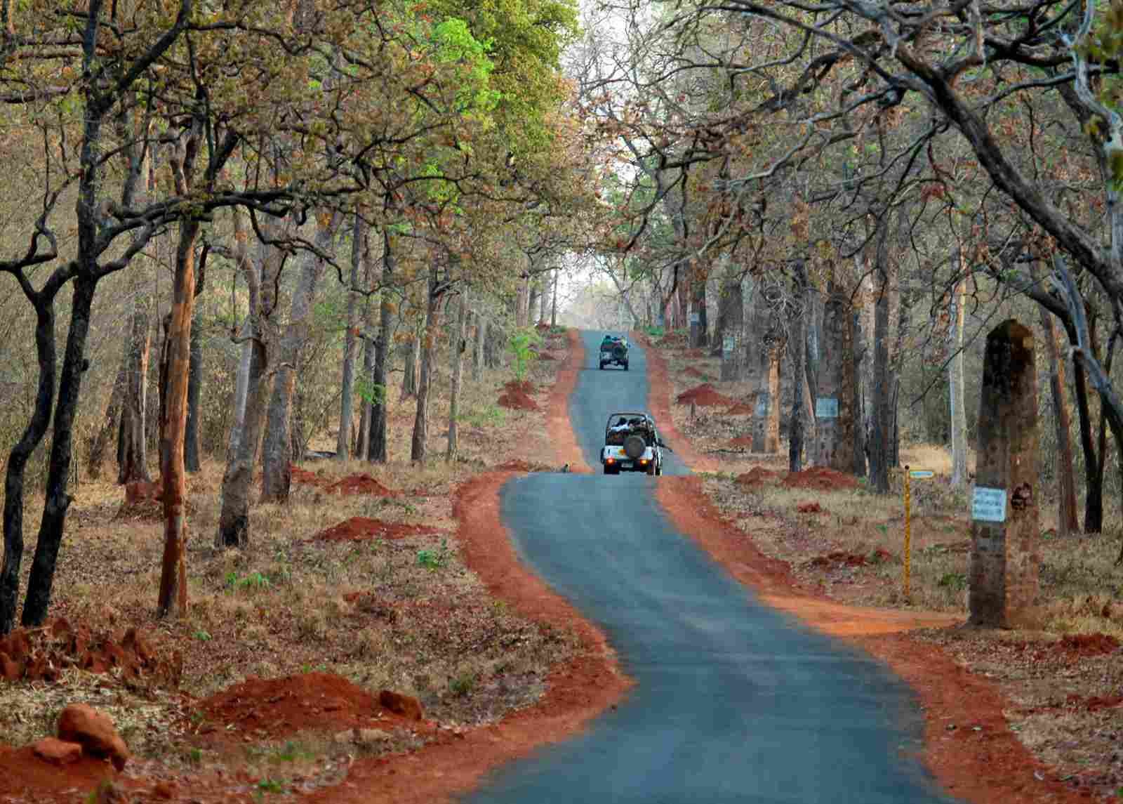 Tadoba National Park to quickly provide world’s first-ever ropeway safari for aerial wildlife watching