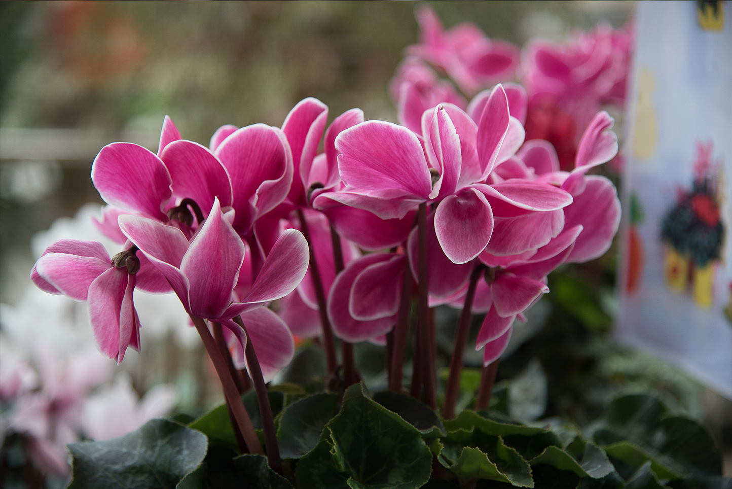 Aldi ‘regala’ las plantas más bonitas y exóticas que verás hoy: orquídea, anturio, cala …