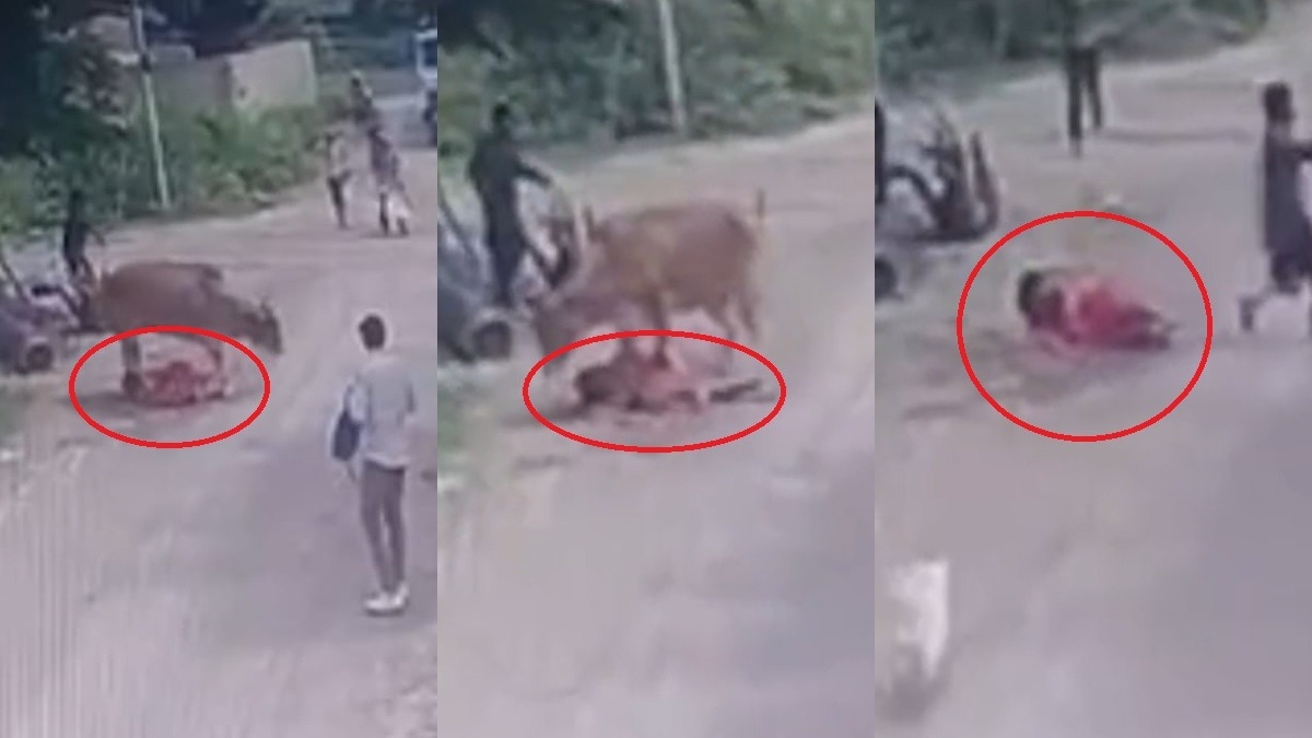 Video: Cow got angry after seeing red saree! Woman traveling with child attacked