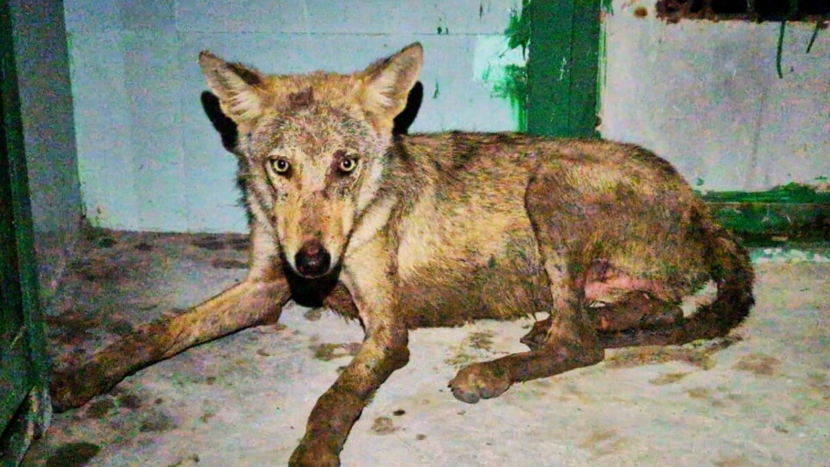 Now ‘migration’ has started due to wolf terror in Bahraich, 2 families shifted to Punjab