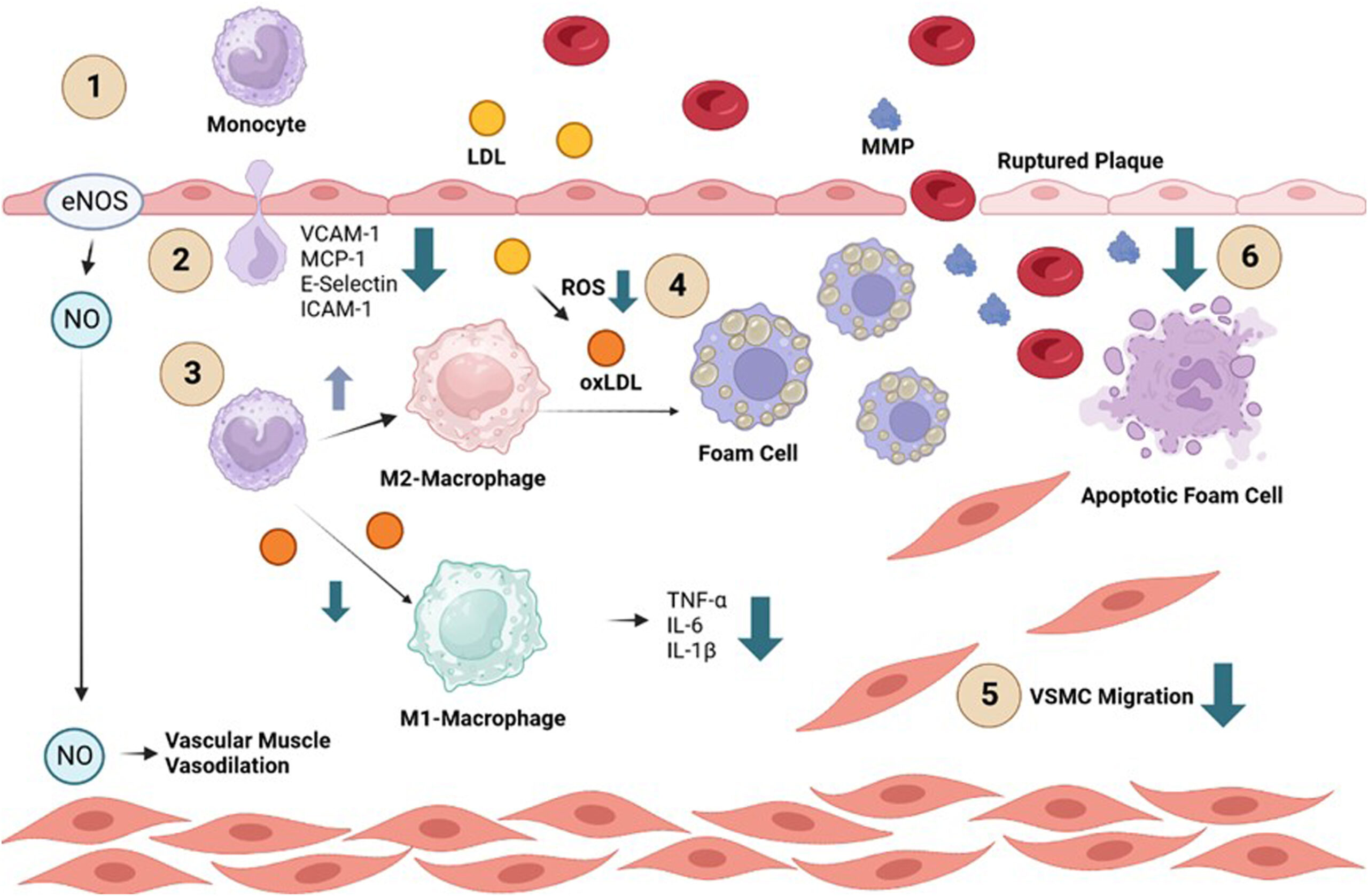 Wegovy Cut Albuminuria by Half in Non-Diabetic CKD