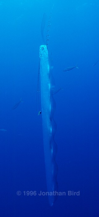 2nd oarfish, legendary precursor of doom, discovered cleaned up in California