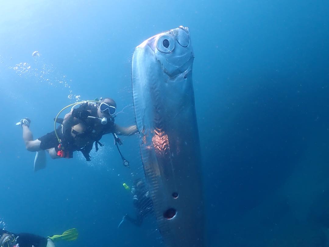 Unusual ‘Doomsday Fish’ makes waves in California; marks 3rd international sighting this year