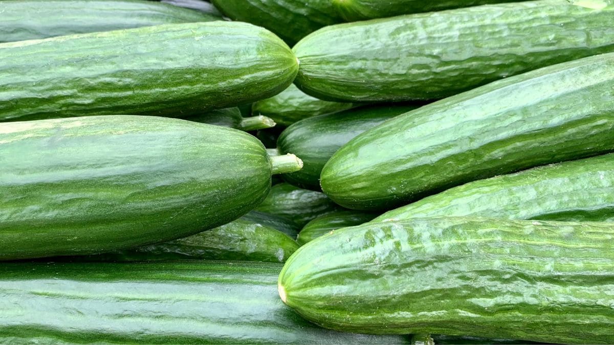 Possible salmonella break out triggers recall of cucumbers from 26 US states, some provinces of Canada