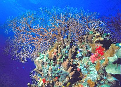 Reef might make it through environment modification, however in modified state, research study states