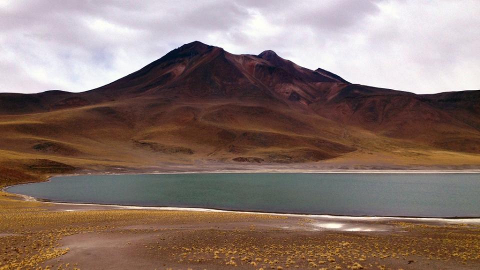 In Chile, discovery of shallowest red hydrocoral forest yet surprises researchers