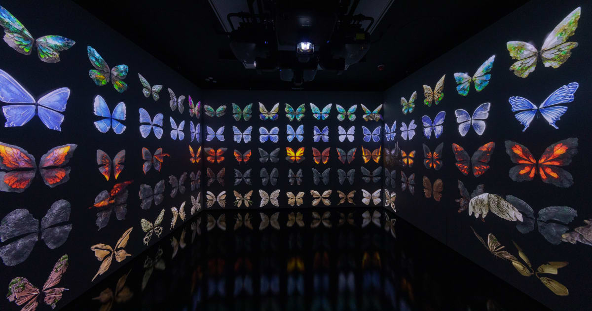 Gallery: Butterflies in Flight at the Canadian Museum of Nature