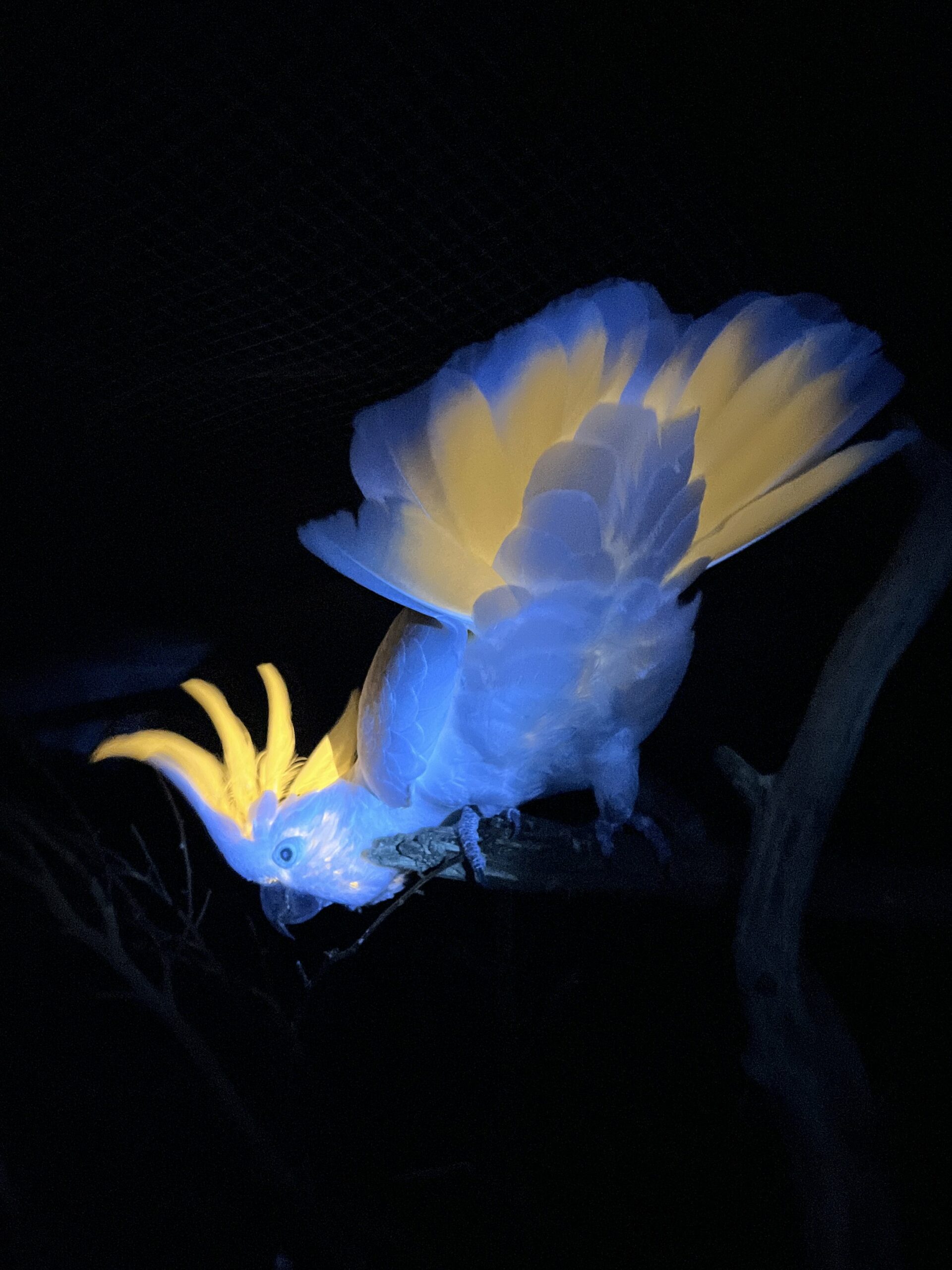 Tasmania’s glowing coastline: How to spot bioluminescent magic before it disappears