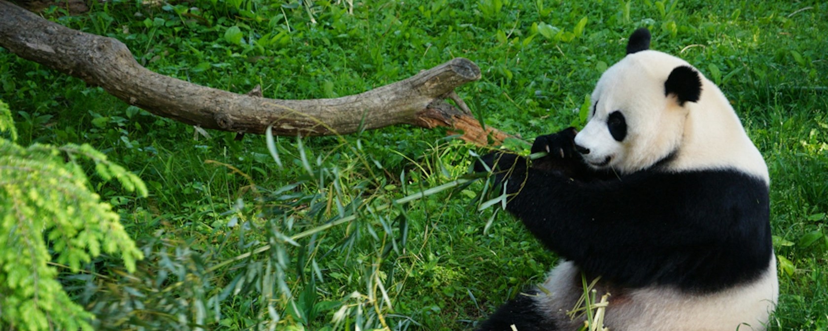 Giant pandas seen for first time at Adelaide Zoo