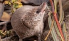 The framing of the shrew: California students photograph mammal never caught on film