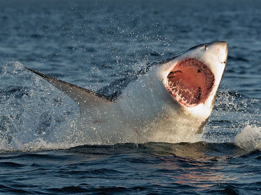 Shark attack victim identified as ‘disturbing’ details of fatal incident on Bribie Island beach emerge