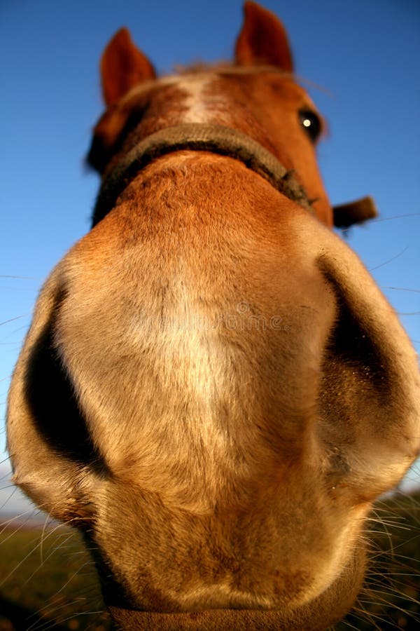 10 Outrageous Horse Racing Scandals